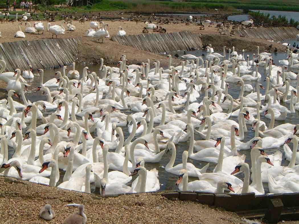 Swans at Abbotsbury Swannery by Mick Knapton, English-language Wikipedia is licensed under CC BY-SA 3.0